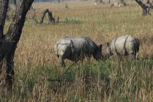 Dudhwa Tiger Reserve